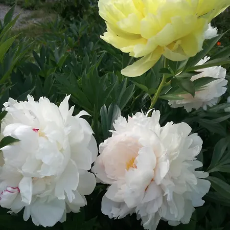 شقة Matrix Garden *