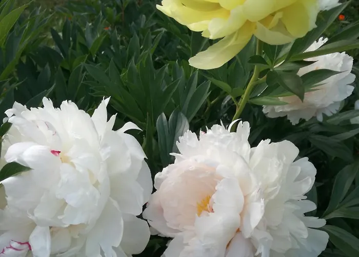 アパート Matrix Garden *