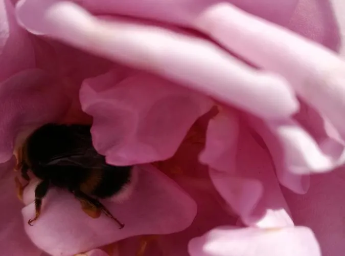 Matrix Garden Apartments Apartman *