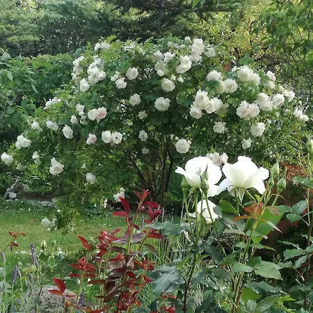 Lägenhet Matrix Garden Apartments Tallinn