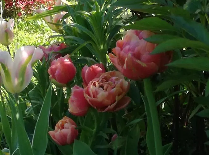 Lägenhet Matrix Garden Apartments